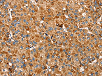 SSBP1 Antibody
