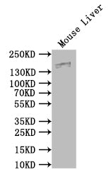 Mug1 Antibody