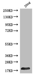 Polyprotein P1234 Antibody