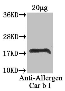 Major pollen allergen Car b 1 isoforms 1A and 1B Antibody