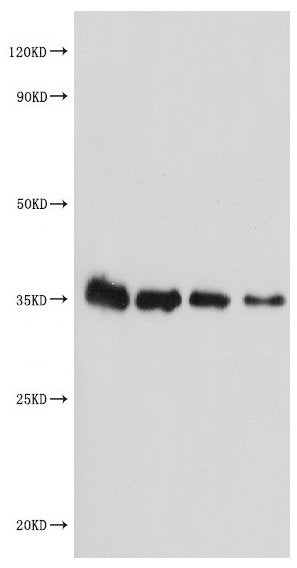 MALD1 Antibody