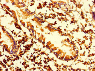 HLA-DMA Antibody