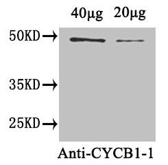 CYCB1-1 Antibody