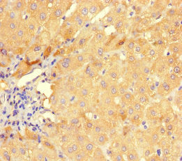 GMPR Antibody
