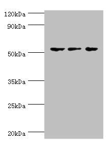 GATA2 Antibody