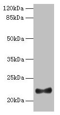 IFNAG Antibody