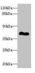 ROM1 Antibody