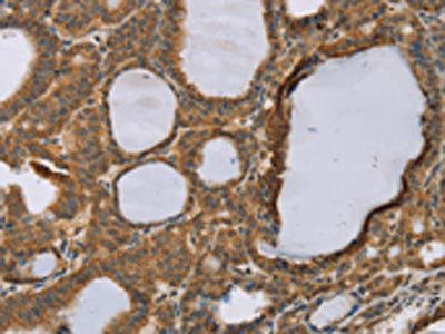 RNF5 Antibody
