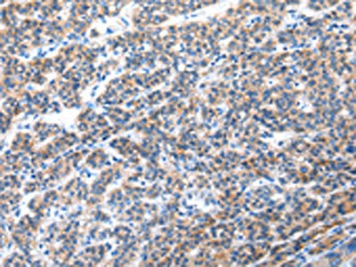 CFC1 Antibody