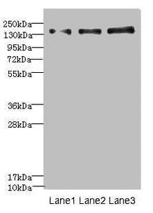 NRXN1 Antibody