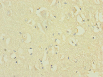 NRXN1 Antibody