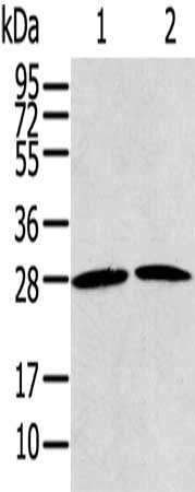 RRAS2 Antibody