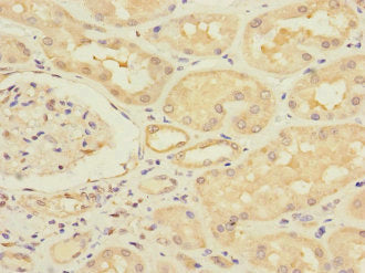 ERVFRD-1 Antibody