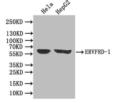 ERVFRD-1 Antibody