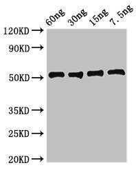 ldh1 Antibody