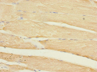 HLA-DOA Antibody