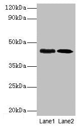 lapB Antibody