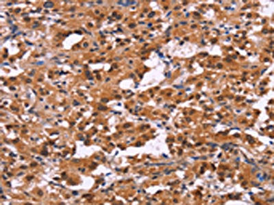 XPO1 Antibody