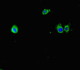 Mup6 Antibody