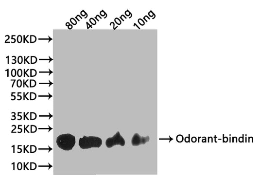 Odorant-binding Antibody