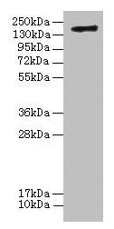 C3 Antibody