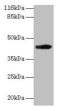 H2-D1 Antibody