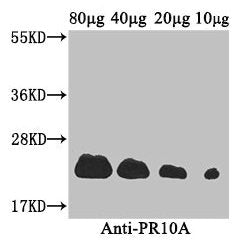 PR10A Antibody