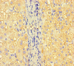 ISPD Antibody