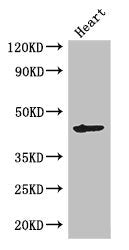 MEI4 Antibody