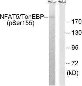 Phospho-NFAT5 (Ser155) Antibody