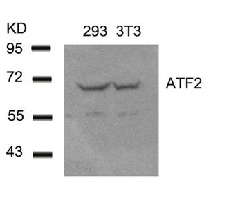 ATF2 (Ab-62 or 44) Antibody