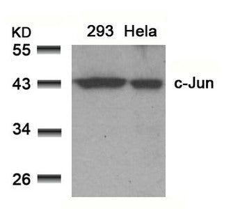 JUN (Ab-91) Antibody