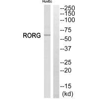 RORC Antibody