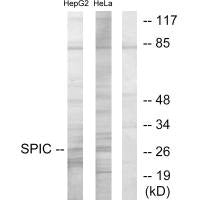 SPIC Antibody
