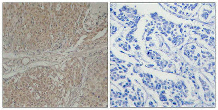 SMAD3 (Ab-208) Antibody