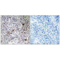 RAB11FIP3 Antibody