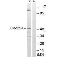 CDC25A (Ab-178) Antibody