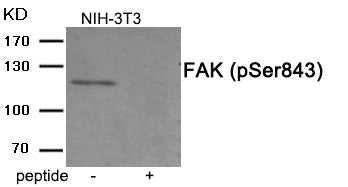 Phospho-PTK2 (Ser843) Antibody