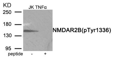 Phospho-GRIN2B (Tyr1336) Antibody