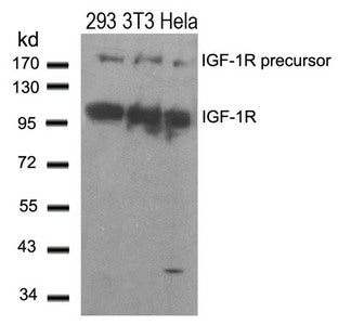 IGF1R (Ab-1280) Antibody