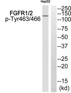 Phospho-FGFR1/FGFR2 (Tyr463/466) Antibody