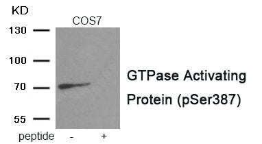 Phospho-RACGAP1 (Ser387) Antibody