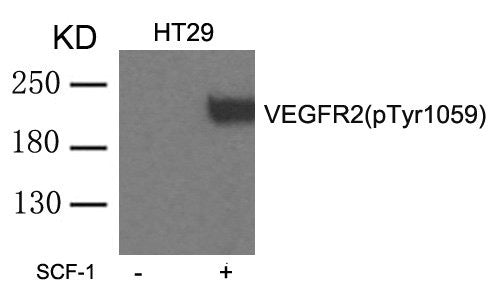 Phospho-KDR (Tyr1059) Antibody