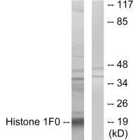 Histone 1F0 Antibody