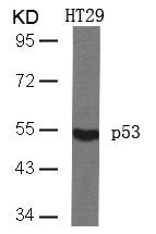 TP53 (Ab-46) Antibody