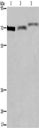 ARNTL Antibody