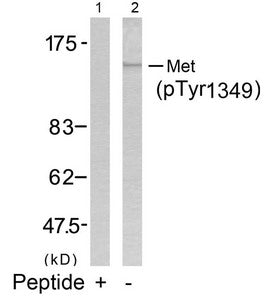 Phospho-MET (Tyr1349) Antibody