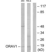 ORAOV1 Antibody