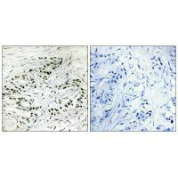ERF Antibody