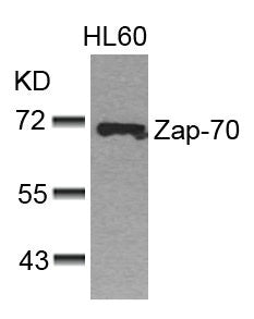 ZAP70 (Ab-493) Antibody